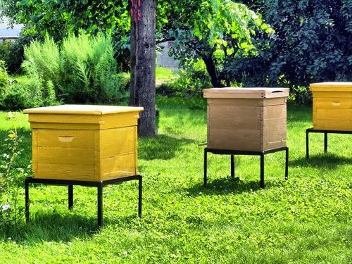 apicultura pentru incepatori