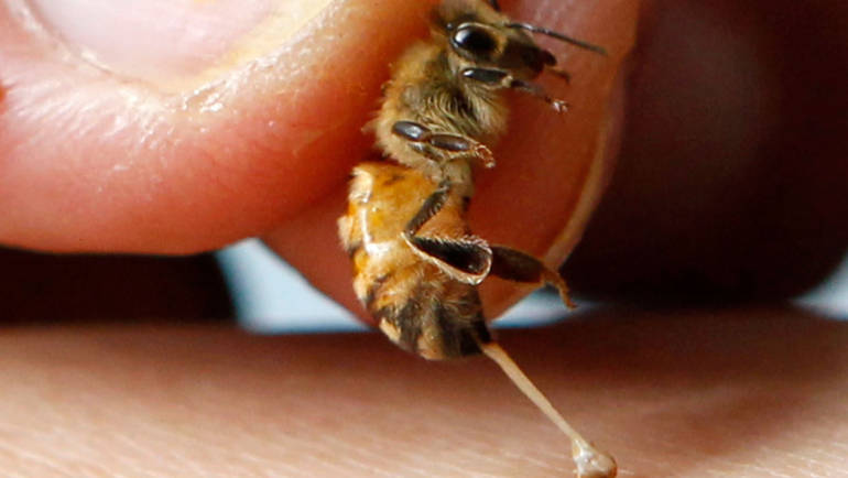 Veninul de albine
