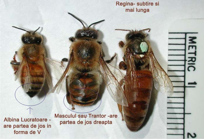 albina-lucratoare-trantor-regina-1.jpg