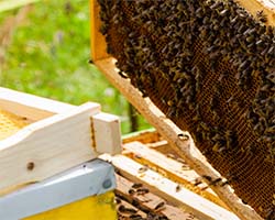 depre-apicultura-blog.jpg