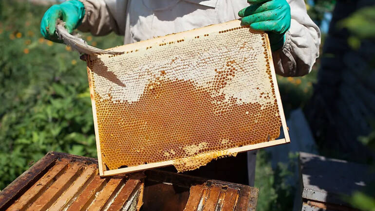 Mierea din supermarket vs mierea naturala