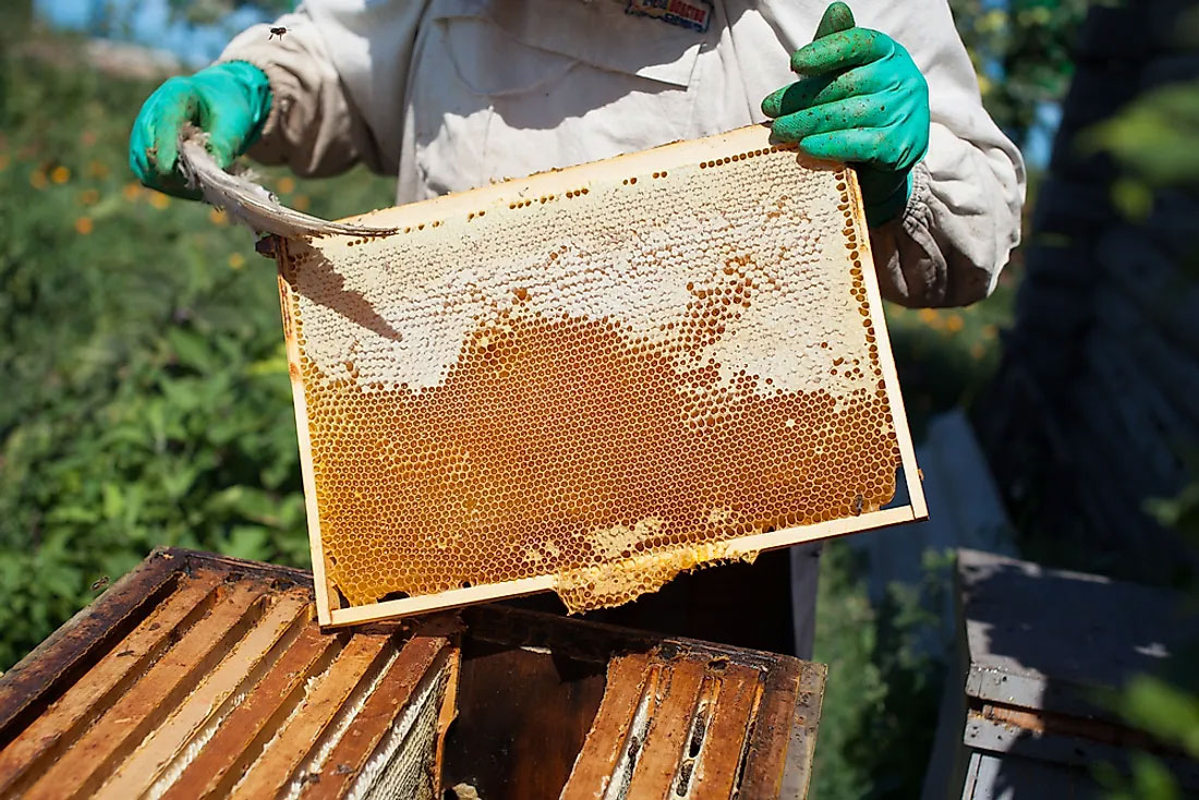 apicultor.jpg